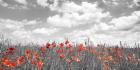 Poppies in Corn Field, Bavaria, Germany