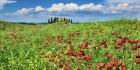 Farm House with Cypresses and Poppies, Tuscany, Italy