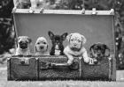 Dog Pups in a Suitcase (detail)