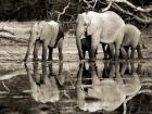 African Elephants, Okavango, Botswana