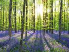 Beech Forest With Bluebells, Belgium