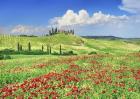 Farmhouse with Cypresses and Poppies, Val d'Orcia, Tuscany