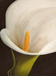 Calla Moderna II