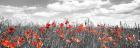 Poppies In Corn Field, Bavaria, Germany