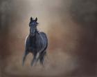 Knighthawk - S Steens Wild Stallion