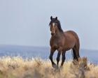 Cherokee - S Steens Wild Stallion