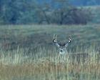Montana Whitetail Buck