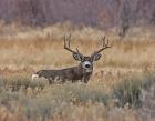 Mule Deer Buck III