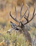 Mule Deer Buck IV