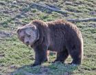 Grizzly Bear Boar II
