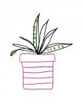Pink Pot Succulent