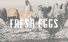 Farm Fresh Eggs