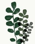 Green Eucalyptus I