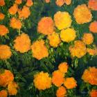 Marigolds