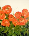 Orange Ranunculus