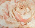 Peach Garden Rose