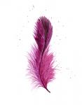 Pink Feather