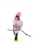 Pink Bird