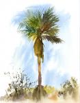 Palm Tree