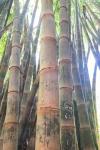 Bamboo Grove Sunburst