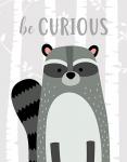 Be Curious Raccoon