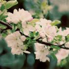 Apple Blossoms I