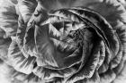 Ranunculus Abstract VI BW