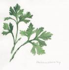 Italian Parsley II