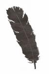 Black Feather V