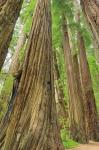 Redwoods Forest III