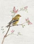 Female Goldfinch Vintage v2