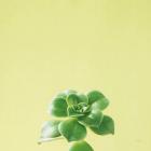 Succulent Simplicity VII