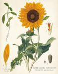 Sunflower Chart on Ivory