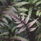 Funky Ferns VI