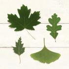 Leaf Chart II Shiplap