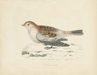 Snow Bunting Print