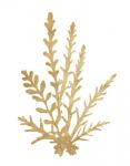 Pacific Sea Mosses III Gold