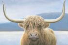 Highland Cow