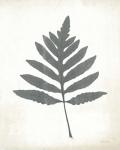 Chalkboard Fern I