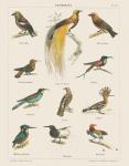 Bird Chart I