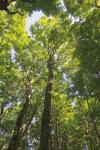 Hardwood Forest Canopy I