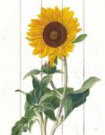 Cottage Sunflower