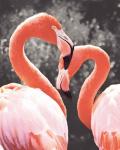 Flamingo II on BW