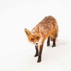 Red Fox II