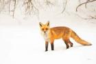 Red Fox IV