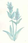 Lambs Ear Sage I