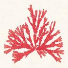 Pacific Sea Mosses IV Red