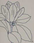 Magnolia Line Drawing v2 Gray Crop