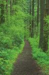 Hiking Trail in Columbia River Gorge II