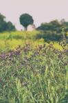 Roadside Flowers